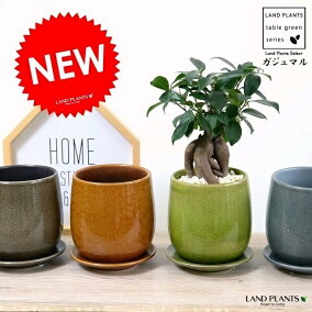 楽天市場 観葉植物 人気ランキング1位 売れ筋商品 楽天市場 観葉植物 人気ランキング1位 売れ筋商品